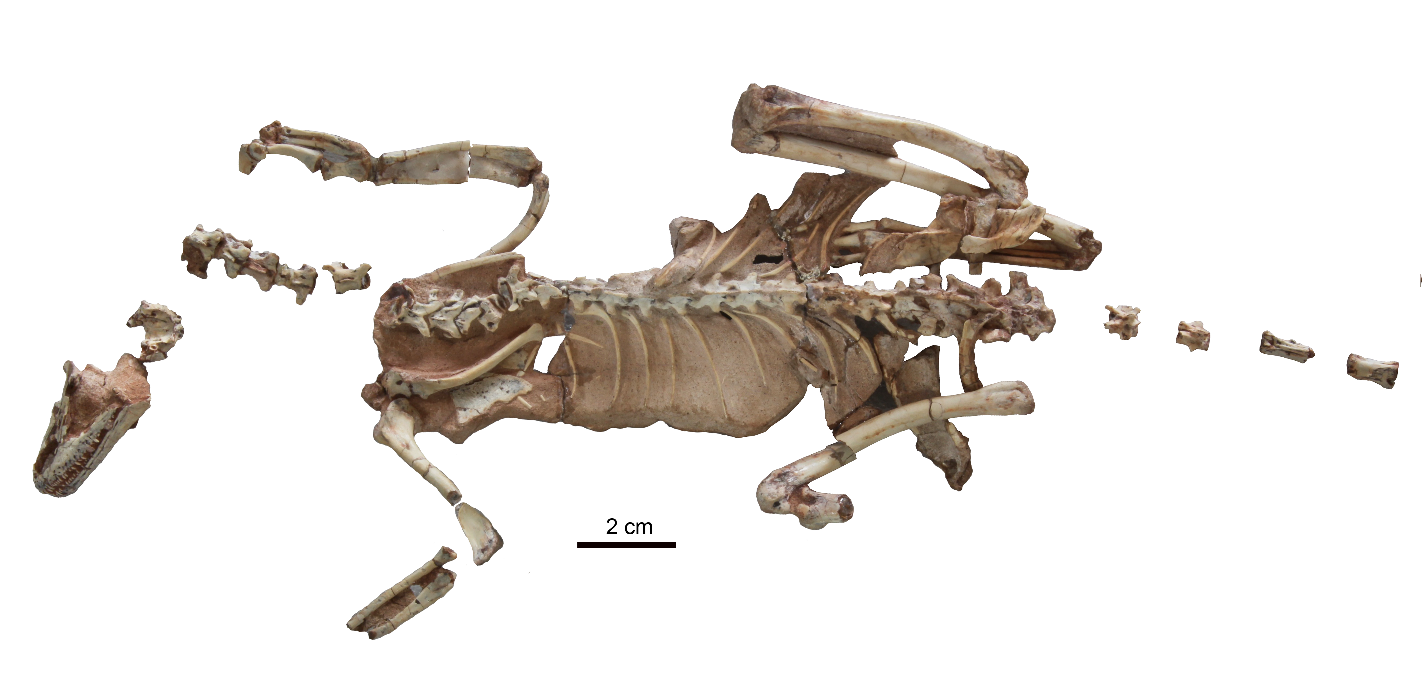 And alsmost completefossil of Alnashetri tiny dinosaur And alsmost completefossil of Alnashetri tiny dinosaur